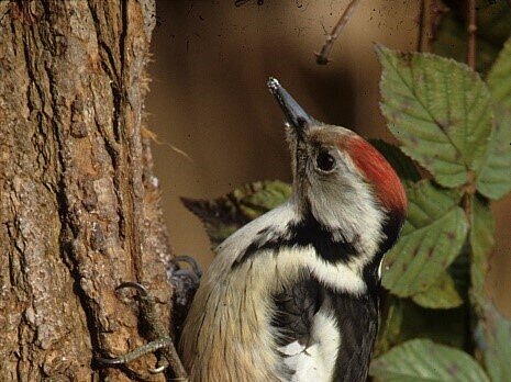 Mittelspecht an einem Baum. 
