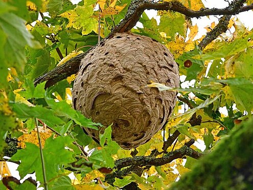 Filialnest (Sekundärnest) der Asiatischen Hornisse