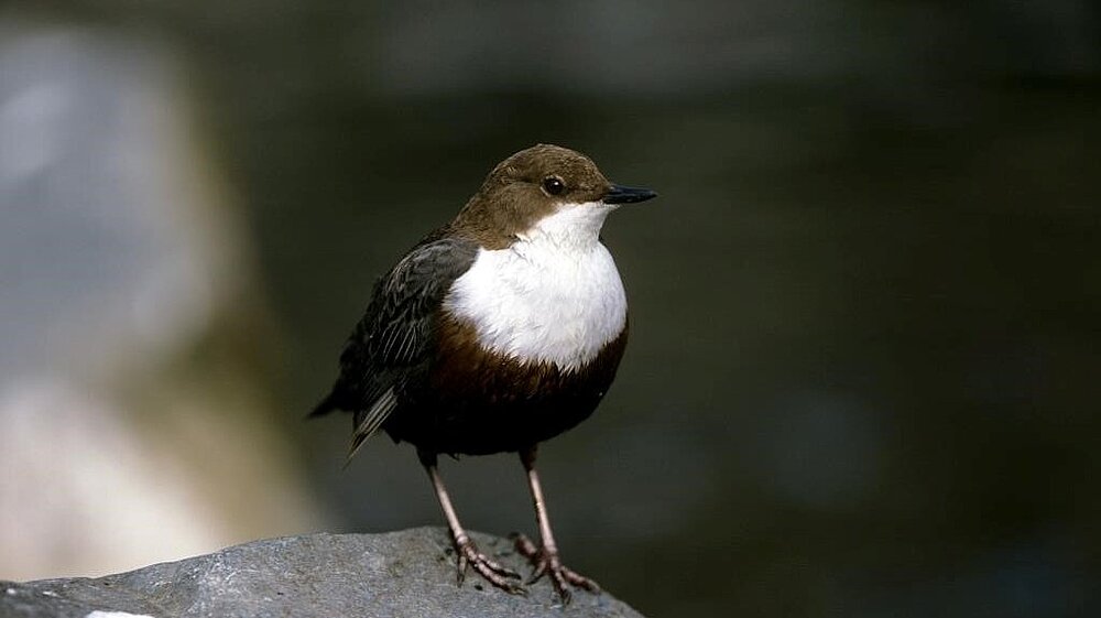 Eine Wasseramsel sitzt auf einem Stein.