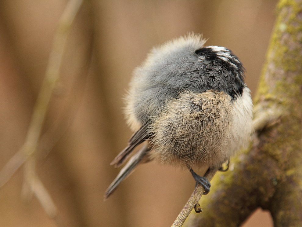 Aufgeplusterte Tannenmeise auf einem Ast, die zum schlafen ihren Kopf im Gefieder versteckt.