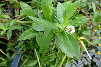 Alternanthera_philoxeroides.JPG