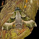 Nachtkerzenschwärmer