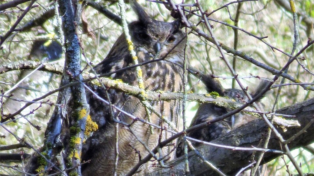 Zwei Uhus sitzen in einem Baum.