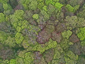 Graureiherkolonie aus der Luft fotografiert.