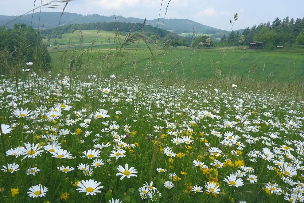 Glatthaferwiese mit blühenden Margeriten am Meißner