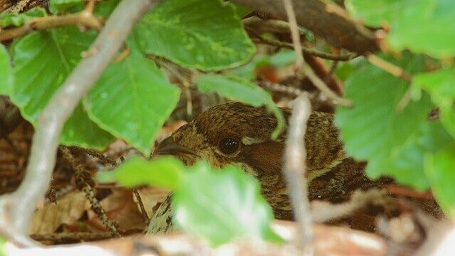 Ein Haselhuhn versteckt sich auf dem Boden hinter belaubten Ästen.