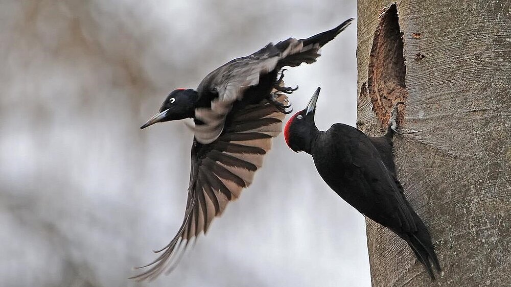 Zwei Schwarzspechte an einer Baumhöhle.