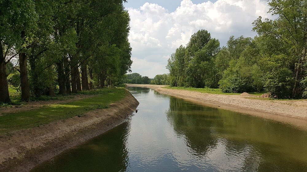 Das Vogelschutzgebiet Inselrhein mit Blick auf einen breiten Kanal, der beidseitig mit Bäumen bestanden ist.