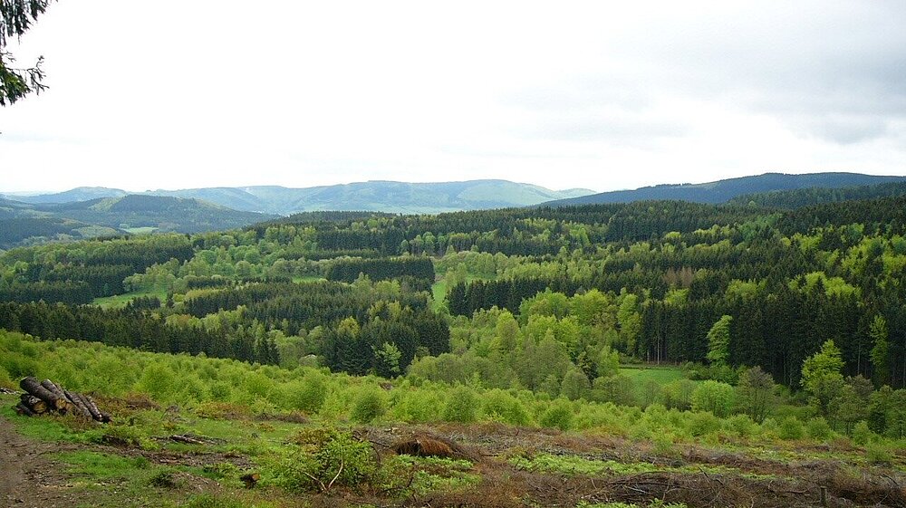 Das Vogelschutzgebiet Hauberge bei Haiger mit Blick auf ein großes Waldgebiet.