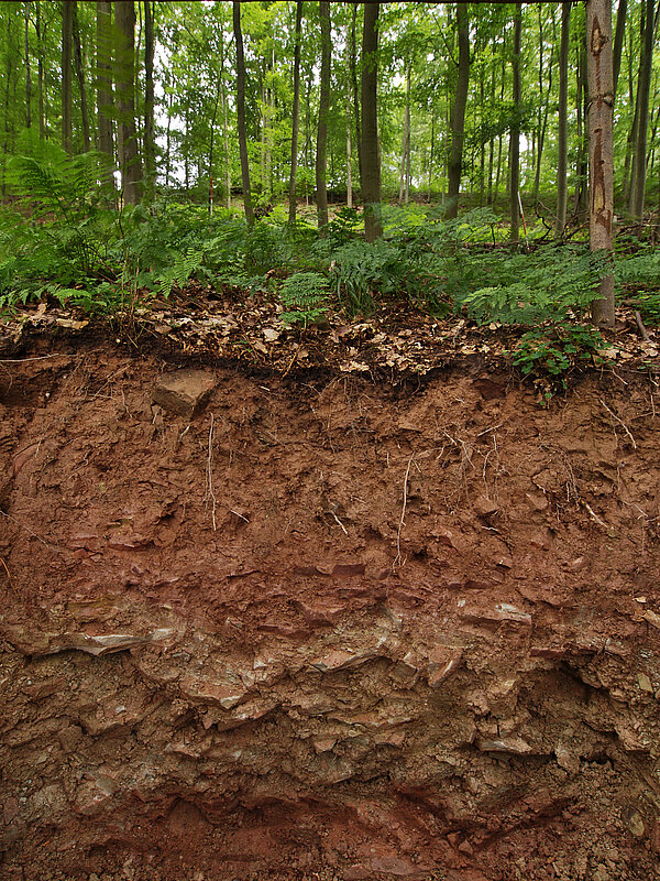 Bodenprofil Waldboden