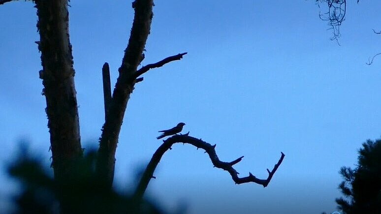 Ein Ziegenmelker sitzt in der Dämmerung auf einem Ast.
