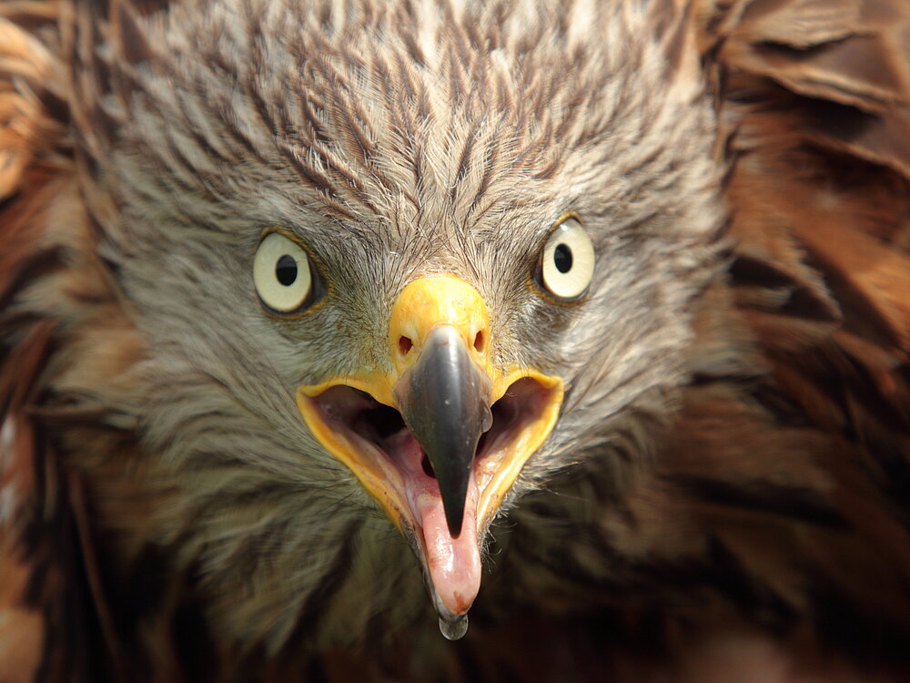 Rotmilan in Frontalansicht.