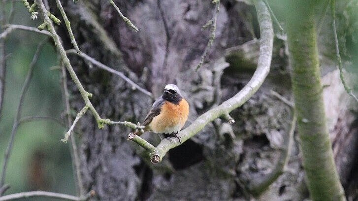 Gartenrotschwanz sitzt auf einem Ast vor einem Baum.