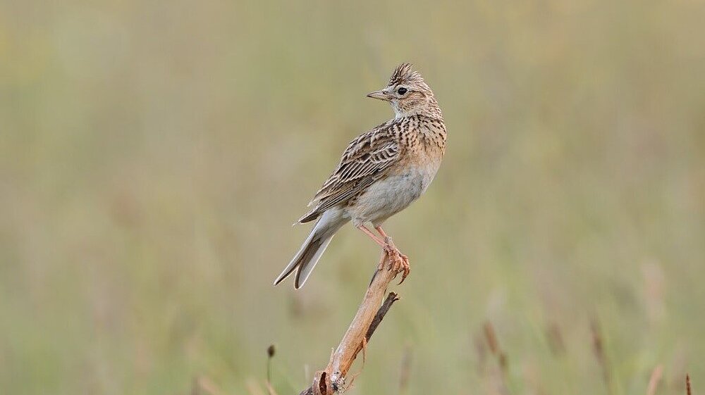 Feldlerche sitzt auf einem niedrigem Ast knapp über dem Boden.