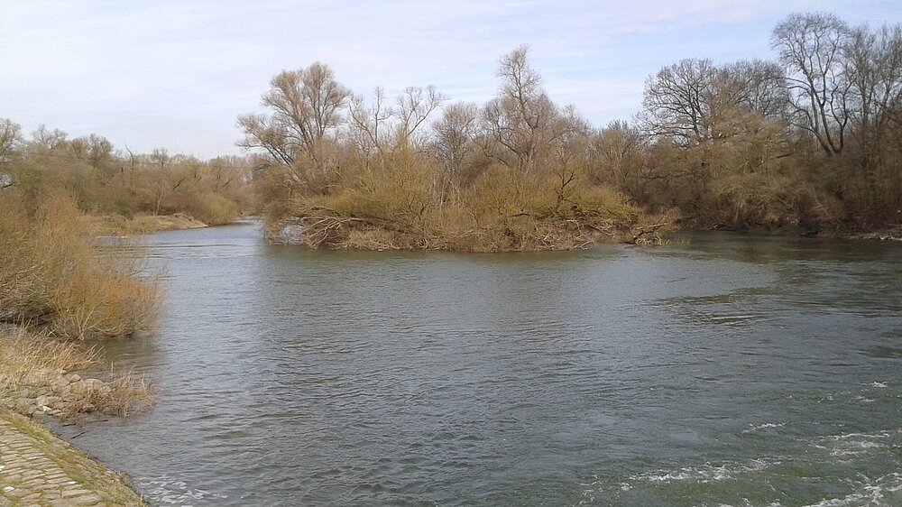 Das Vogelschutzgebiet Mainmündung und Ginsheimer Altrhein mit Blick auf ein Fließgewässer und Ufervegetation.
