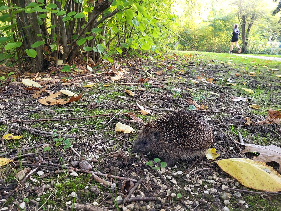 Ein Igel vor einem Gebüsch. Im Hintergund ein Jogger.