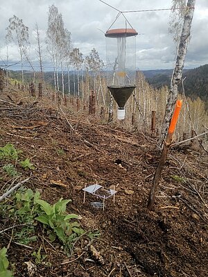 Flugfenster- und Bodenfallen zur Erfassung von Käfern auf einer Fläche mit Fichten-Hochstubben.