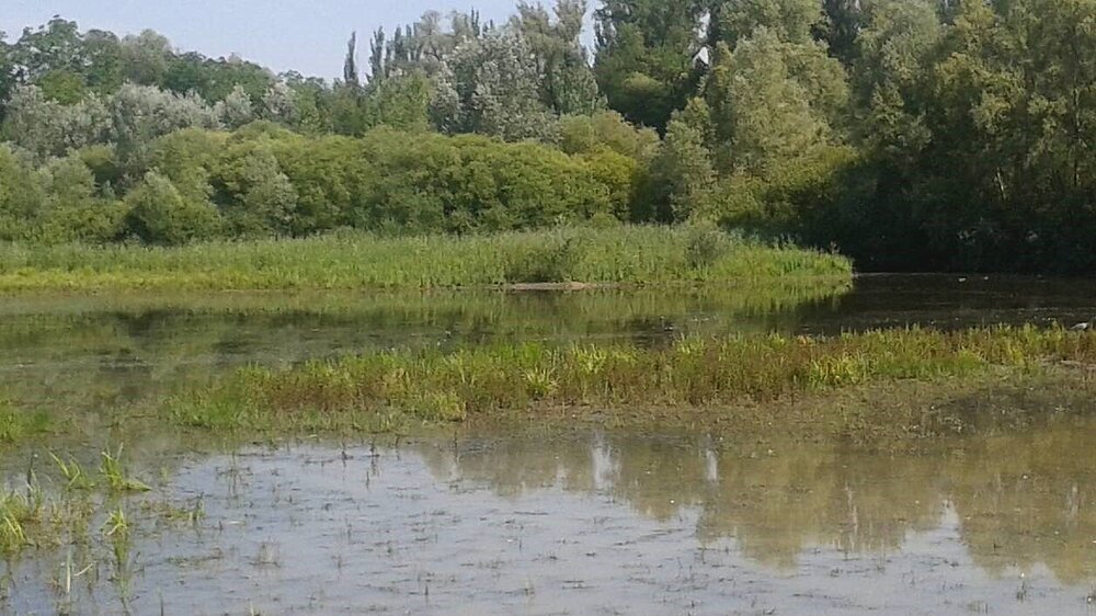 Das Vogelschutzgebiet Hessische Altneckerschlingen mit Blick auf eine stehendes Gewässer und Ufervegetation. 