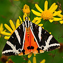  Spanische Flagge (Euplagia quadripunctaria)