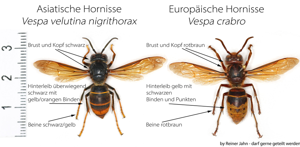 Vergleich Asiatische Hornisse und Europäische Hornisse. 