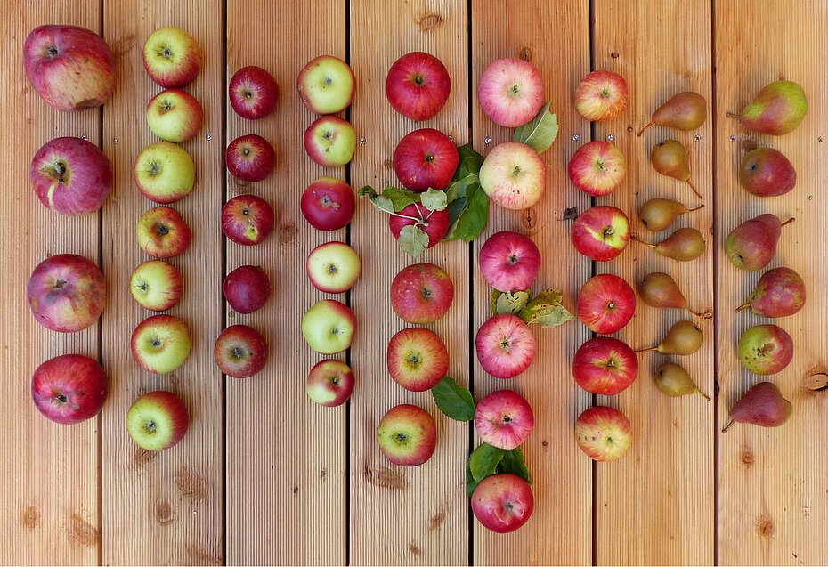 verschiedene Apfel- und Birnensorten auf einem Holzboden