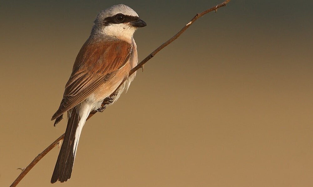 Neuntöter sitzt auf einem Ast.