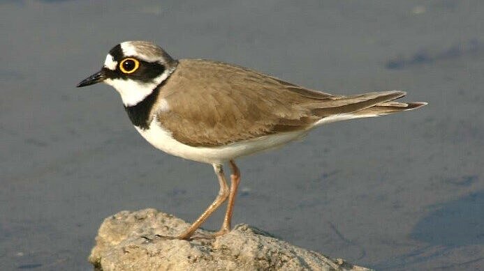 Seitliche Gesamtaufnahme eines Flussregenpfeifers, der auf einem von wasserumgebenden Stein steht.