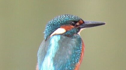 Seitliches Porträt eines Eisvogels.