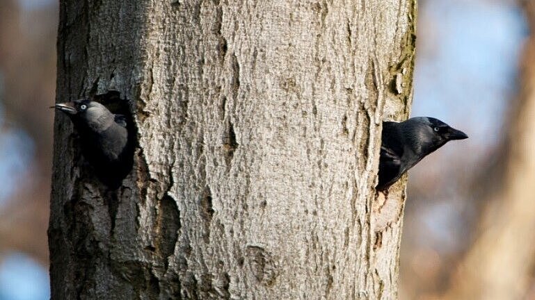 Zwei Dohlen schauen aus zwei Eingängen einer Baumhöhle.