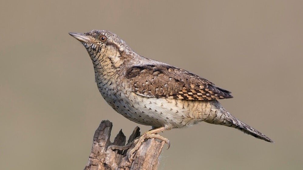 Ein Wendehals sitzt auf einem Ast.
