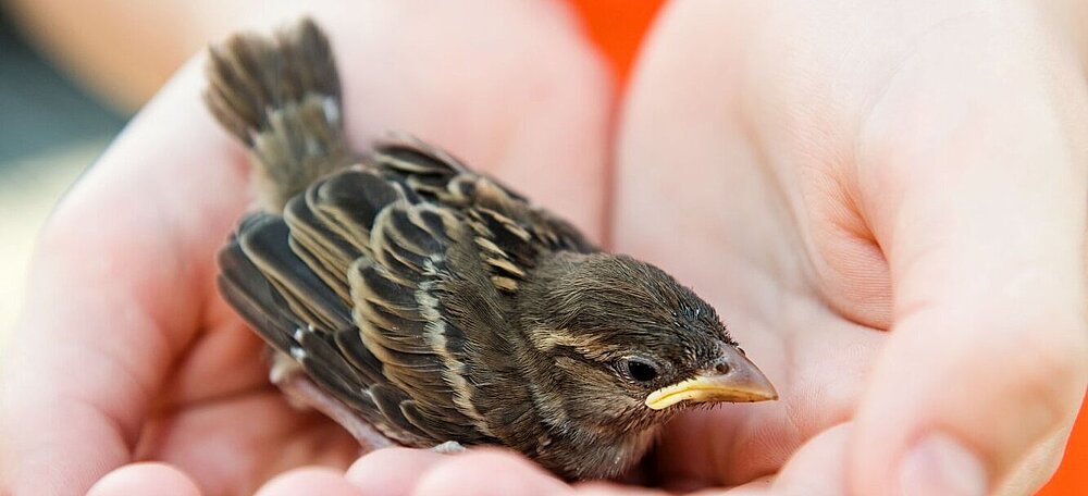 Ein Jungvogel wird in zwei Händen gehalten.