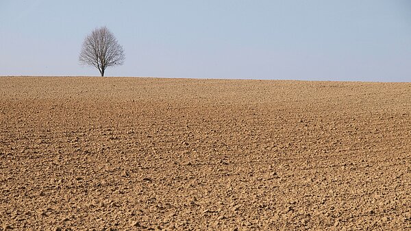 Bodenprofil Lössboden