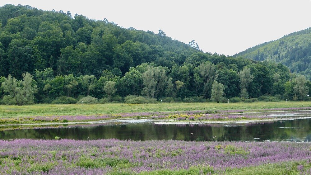 Das Vogelschutzgebiet Ederseeufer bei Herzhausen mit Blick auf ein Gewässer mit üppiger Ufervegetation und angrenzenden Wäldern.