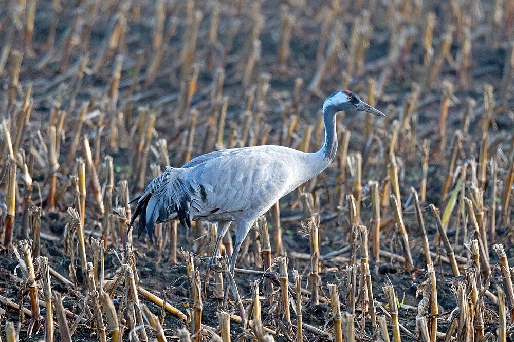 Kranich auf einem Acker