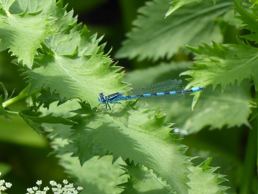 Helm-Azurjungfer in Hessen