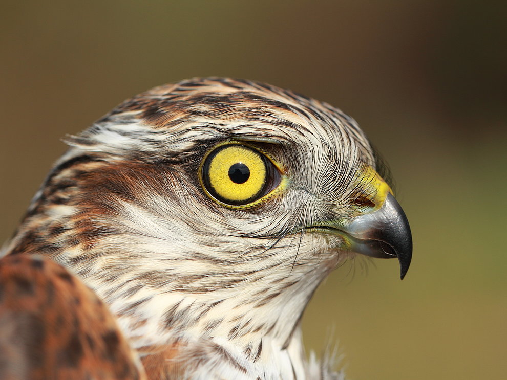 Seitliche Porträtansicht eines Sperbers mit weit geöffnetem gelben Auge.
