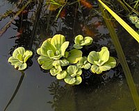 Pistia_stratiotes_1.jpg