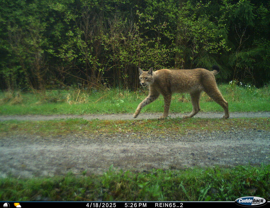 Luchs der in Fotofalle tappt
