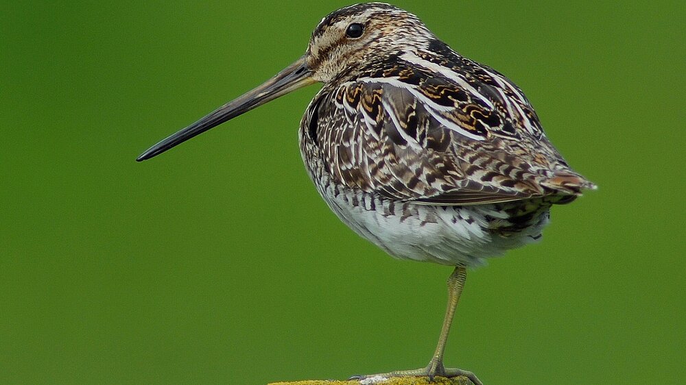 Eine Bekassine steht mit einem Bein auf einem Holzpfahl.