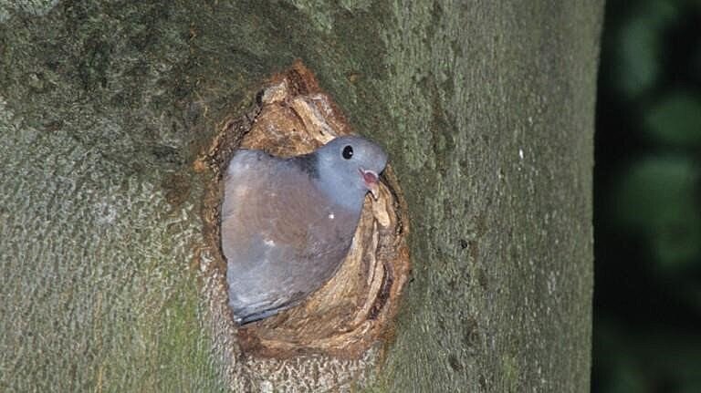 Eine Hohltaube schaut aus einer Baumhöhle.