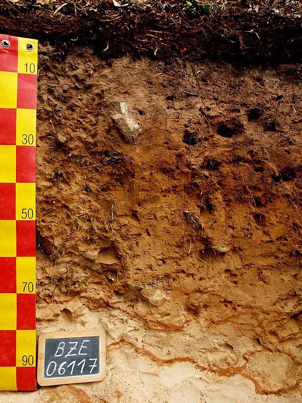 Bodenprofil Podsol