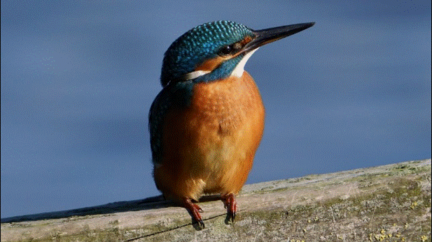 Ein Eisvogel sitzt auf einem Zaun.