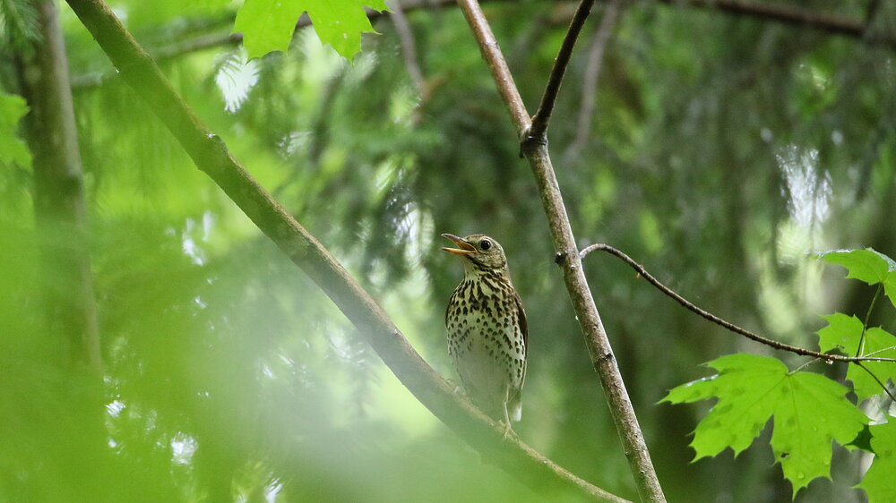 Singende Singdrossel sitzt auf einem Ast.