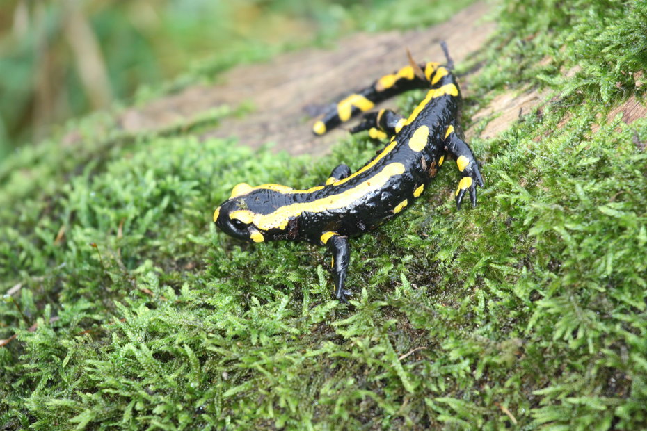 Feuersalamander auf Moos