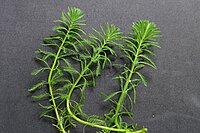 Myriophyllum_aquaticum_P1000335.JPG