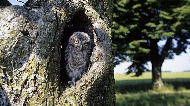 Ein Steinkauz schaut aus einer Baumhöhle.