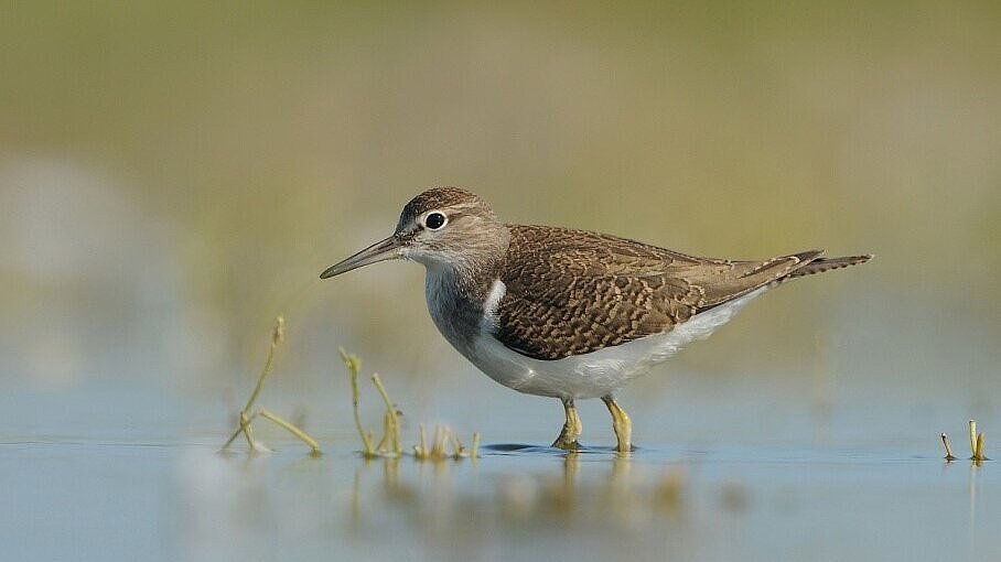 Flussuferläufer steht in einem Gewässer.