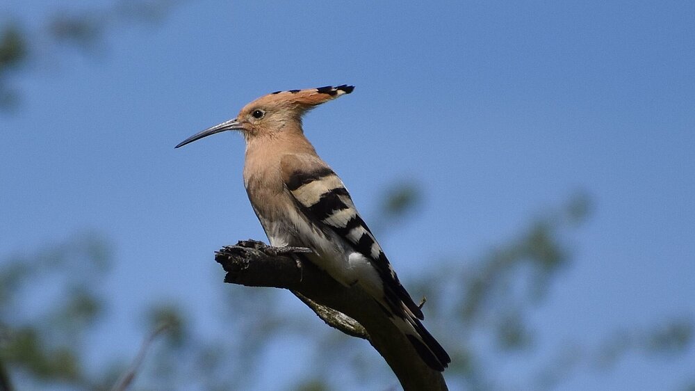 Wiedhopf auf einem Ast sitzend.