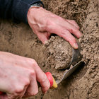 Entnahme einer Bodenprobe