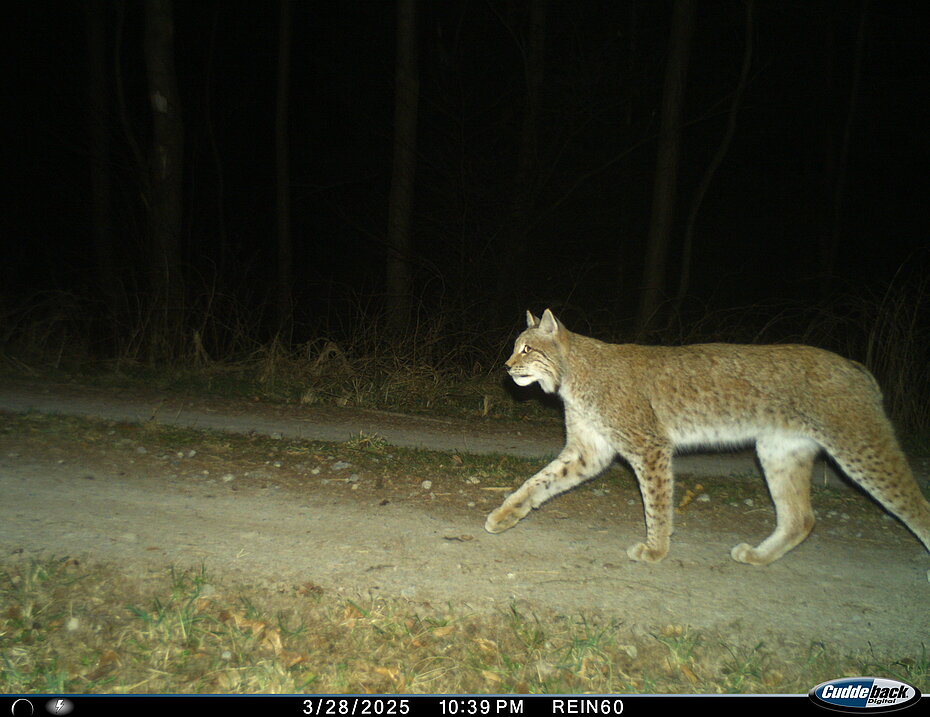 Fotofallenaufnahme eines Luchs